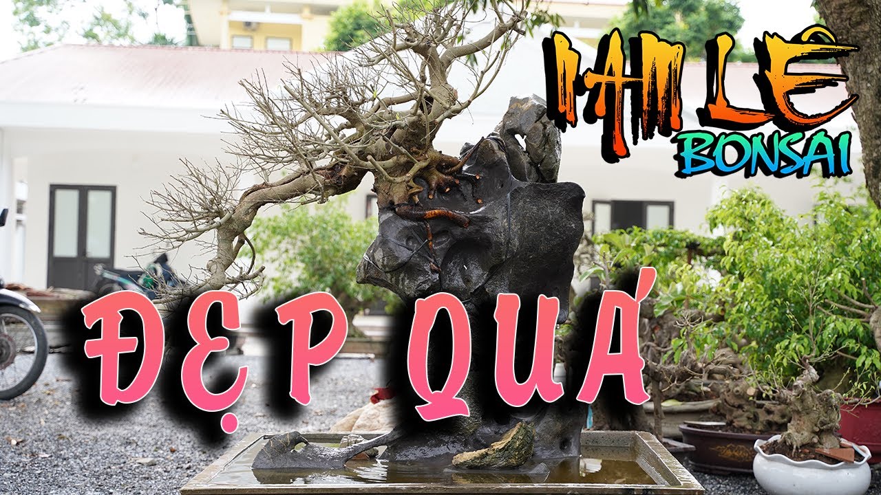 Nghệ nhân Tiến Đá kí đá cho cây sanh dáng huyền | NamLe Bonsai