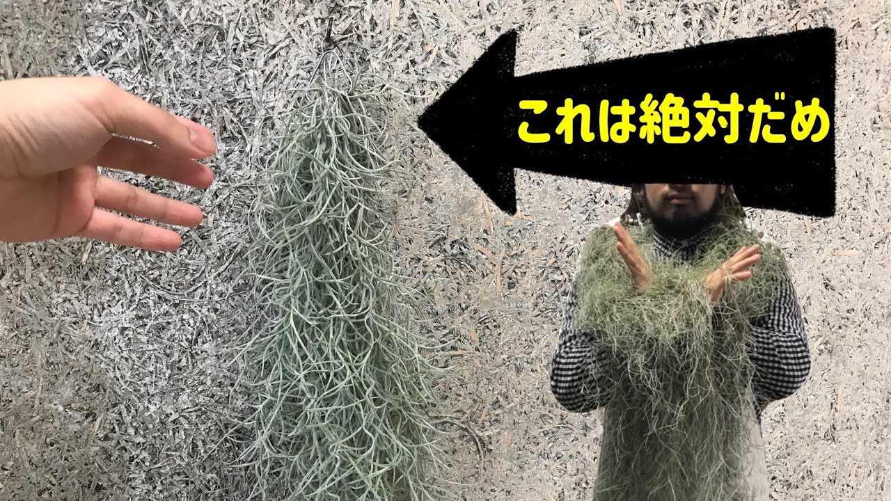 ウスネオイデスを枯らす絶対にやってはいけない３つの行動【バルコニー園芸】ガーデニングの知識