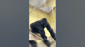 Shabani And Annie Gorilla Gorillababy Fyp Fypシ Viral Foryoupage Zoo Family Family 