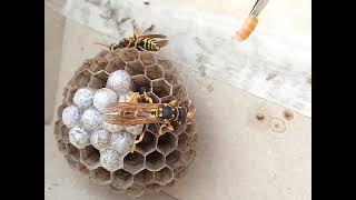 Founding-stage development and hand-feeding by Wasp Journals 2,629 views 2 years ago 3 minutes, 53 seconds