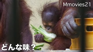 Orang-utan Baby begin to eat 食べ始めるオランウータンの赤ちゃん
