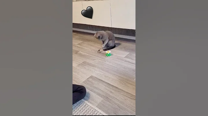 Video 3316881: russianbluecats cat, cute russian blue cat, funny russian blue cat, funnycats russianbluecats