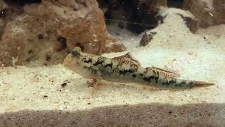 トビハゼ　Mudskipper by イエスイ-おうち水族館- 353 views 2 months ago 1 minute, 37 seconds