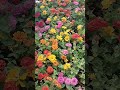 pookkal pookkum # flower show 2026 #flowers #trending
