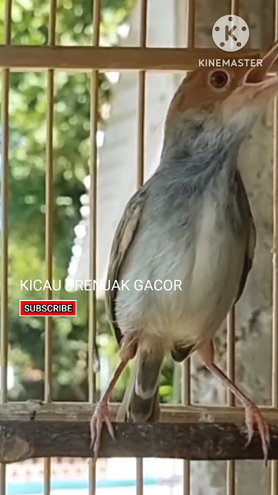 PRENJAK BETINA Ngetir Panjang  Istimewa. Shorts#