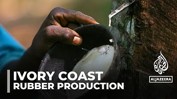 Ivory Coast cocoa industry: Farmers turning to rubber production