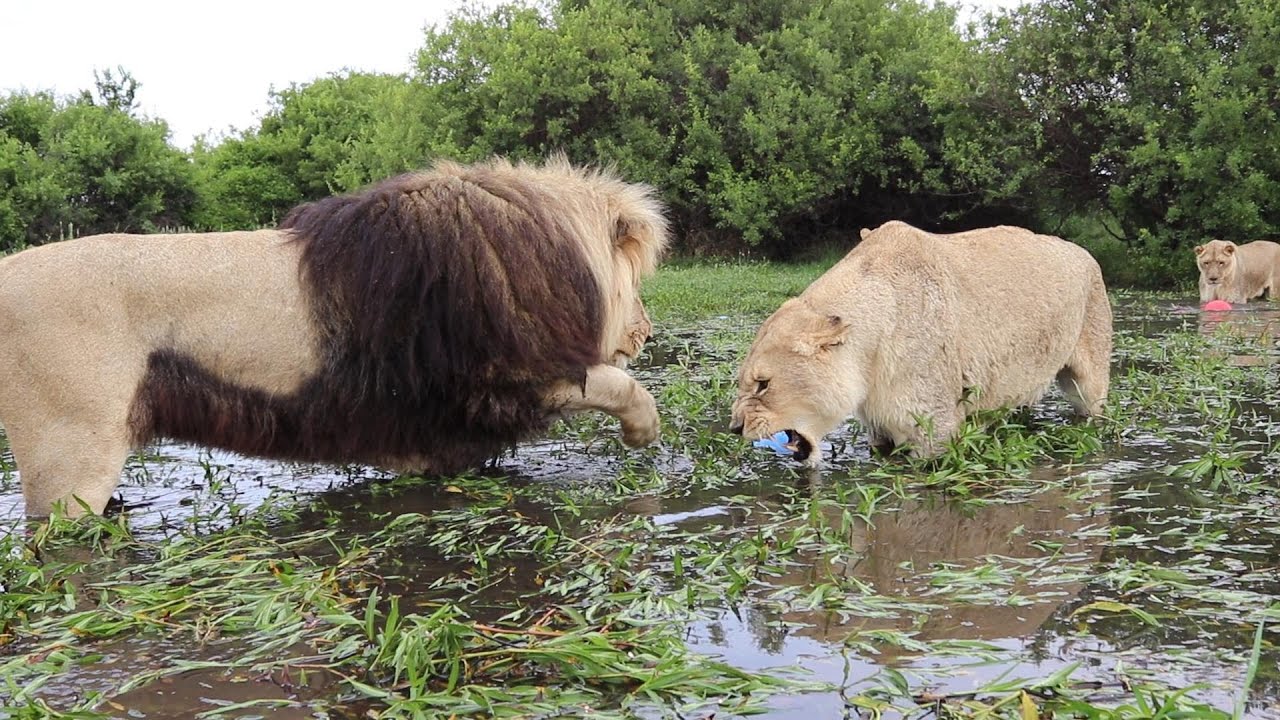 Водяная феерия в трех частях. Часть третья, драматическая. - YouTube