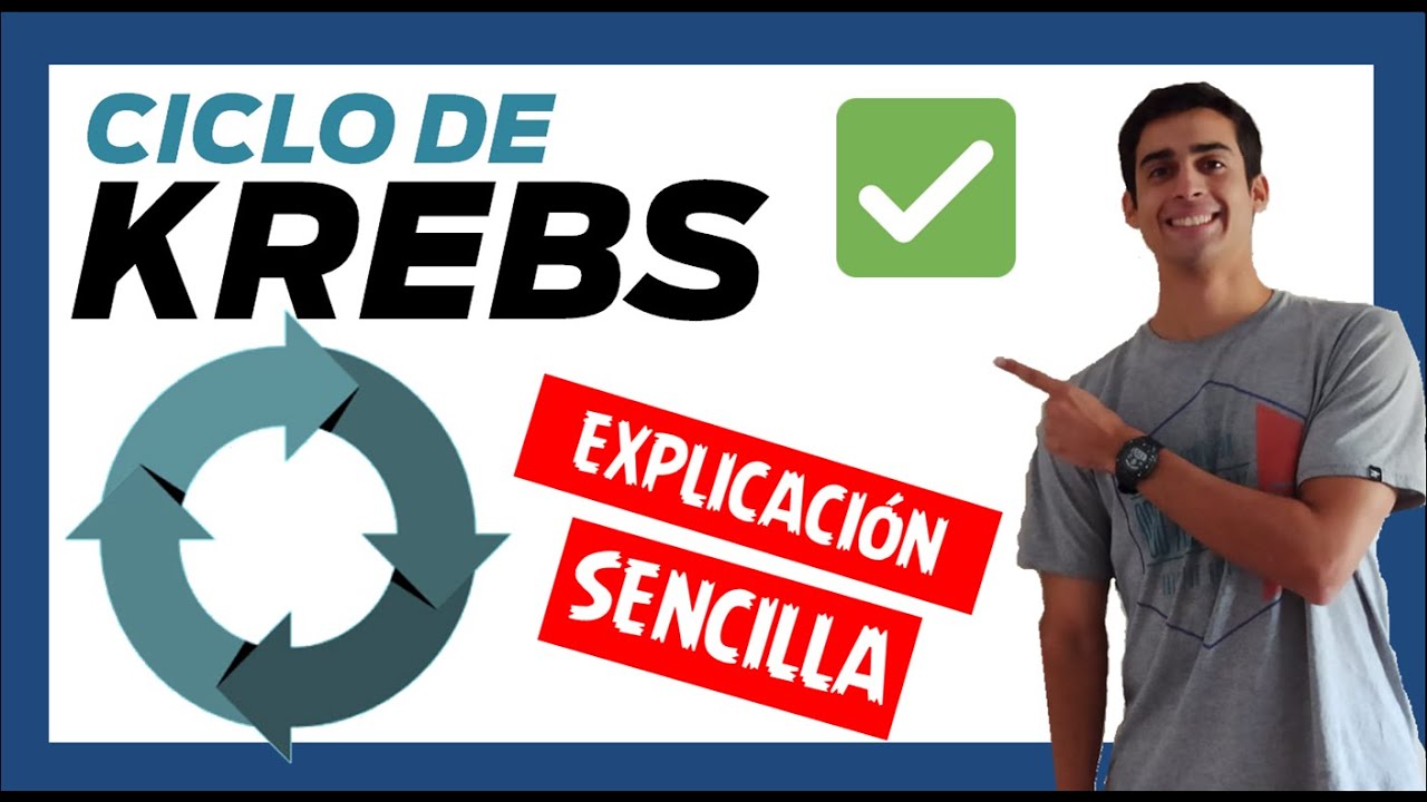 👌 CICLO DE KREBS EXPLICACIÓN SENCILLA ❗❗❗ (En 13min) Paso a Paso