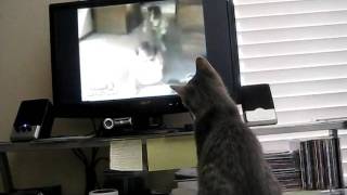 Kosmos Watching Cat Videos