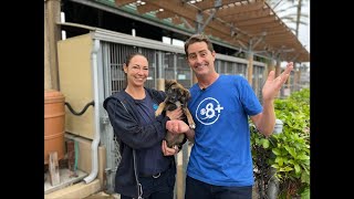'Spooky Pawty': Chula Vista Animal Services offers 'Free Adoptions' on October 26