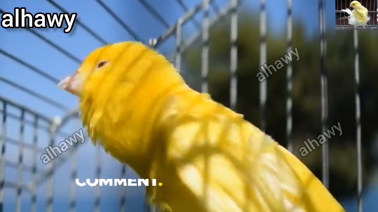 كناري يغرد بصوت هائج لتحفيز الانثي لتزاوج
