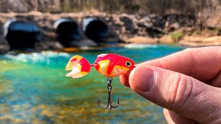 A TROPHY Fish was Living in this TINY CREEK!!!