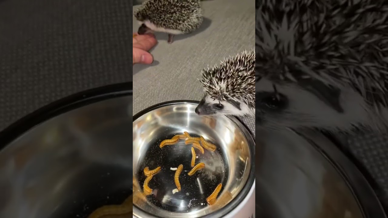 Vad man matar igelkottar med