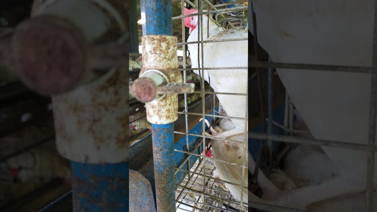 PART 2- Paano ang TAMANG SUKAT ng KULUNGAN ng LAYERS sa 2heads, 3heads at 4heads?|Poultry Layers 101