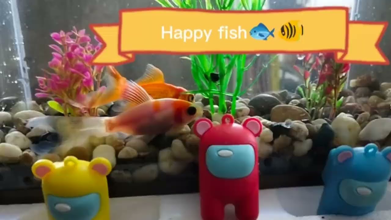 Cleaning my cute fish tank with the tune of #sisiwit🎶🎧💃☺ 🐠🐟#happyfish  #fishlover #fishtank - YouTube