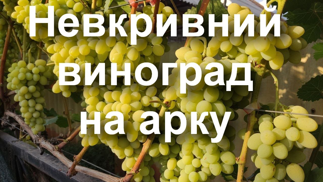 Невккривні  сорти винограду, що ростуть на арці.