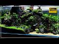 Amazing 120cm Aquascape Setup | Start to Finish (Cinematic)