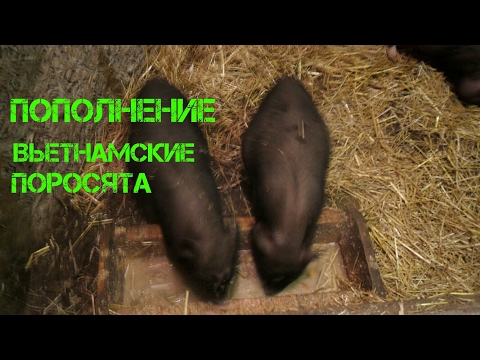 Купил поросят, развожу хозяйство - Купил поросят, развожу хозяйство