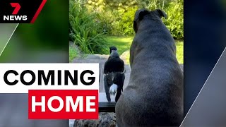 Molly The Magpie to be reunited with best friend Peggy | 7 News Australia