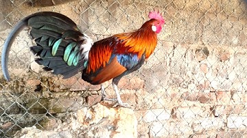 tiếng gà rừng gáy cà lắm | hoàng thắng