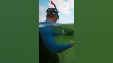 Close Call with a 3-Meter Crocodile! #predators #crocodile #wildlife