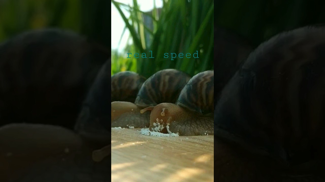 different snail speed 