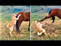 जानवरों के अद्भुत पलों के 11 मिनट | 11 Minutes of Incredible Animal Moments