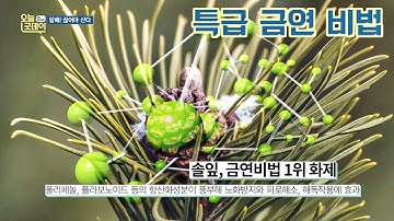 천연 금연 보조제 ′솔잎′으로 3일 만에 금연 성공↗ 오늘， 굿데이 114회