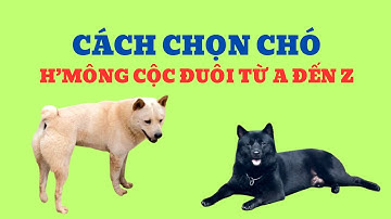 Chó H‘mông Cộc Đuôi Trông Giữ Nhà Có Tốt Không / Bằng Đoàn TB