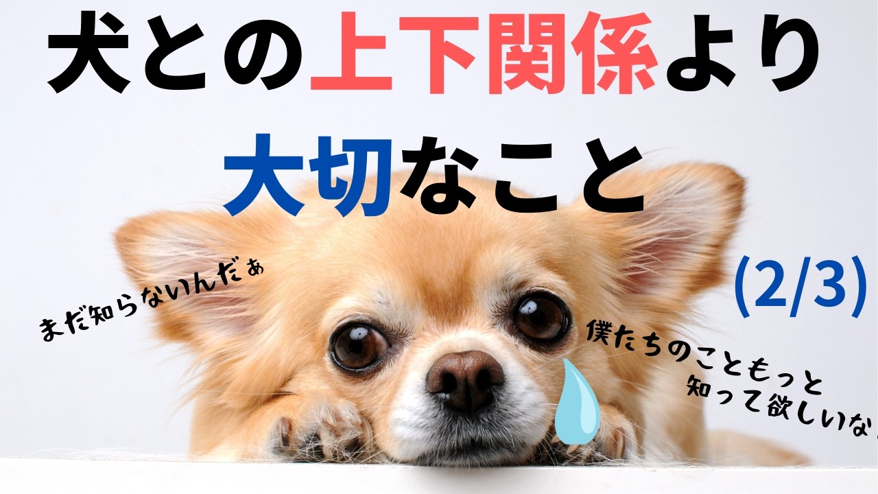 犬との上下関係より大切なこと（2/3)