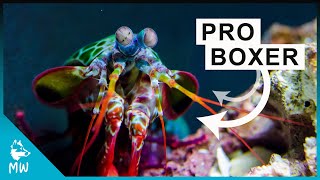 Mantis Shrimp  Packs a Punch