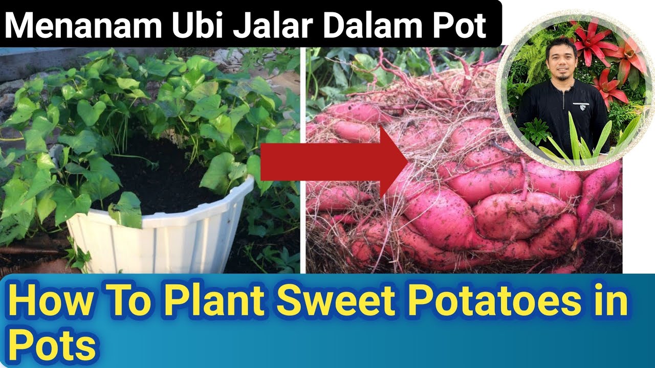 Cara Menanam Ubi jalar dalam pot, how to grow sweet potato at home, how