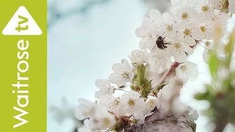 Cherries | Waitrose TV Ad