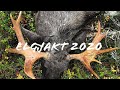 Elgjakt 2020 | Moosehunting in Norway 2020 | Elgjakt i Ogndalen hos Biaton