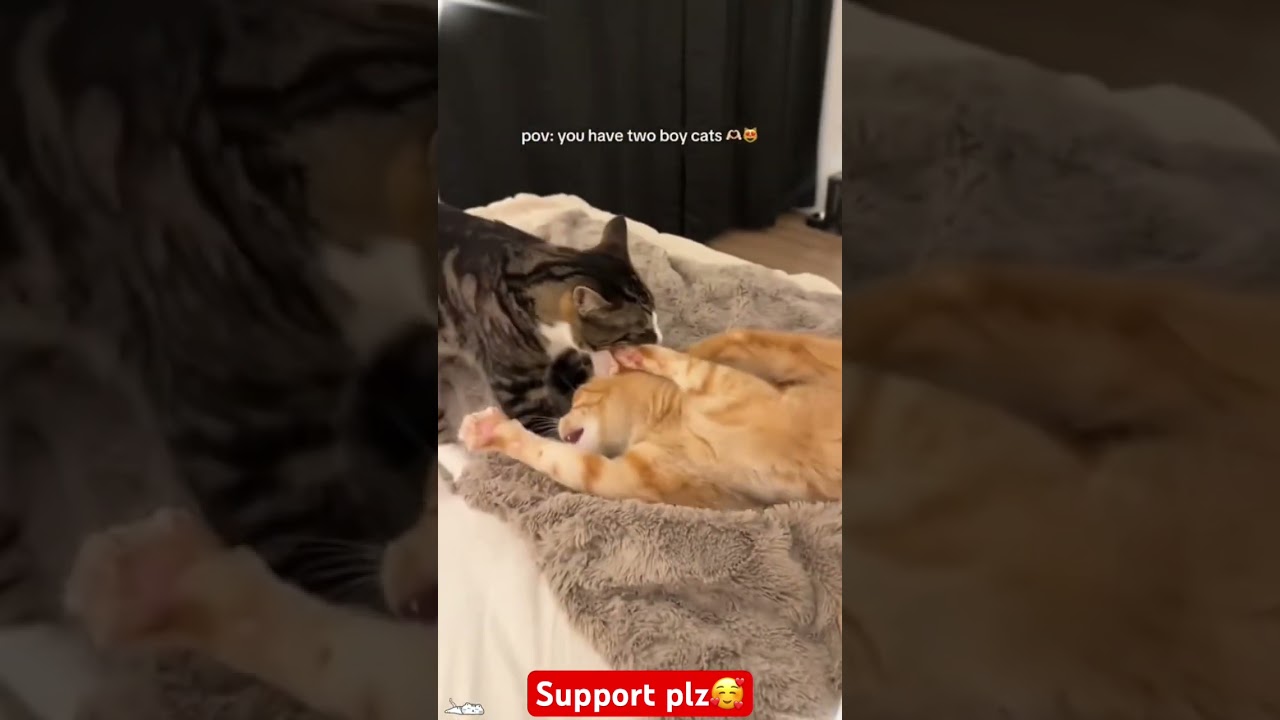 Two cats #funny #dankememes #cat #memehub #funnymemes #pets #memeclip #funnyvideo #youtubeshorts