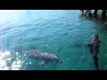 Дельфины Красное море.MOV