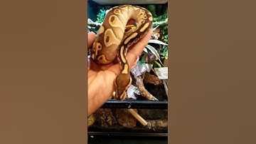 BALL PYTHON MORPHS INTO A BEARDIE!! #shorts