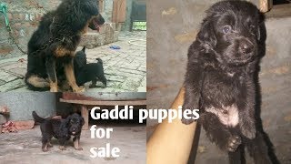 Gaddi puppies are available .(z black gaddi)