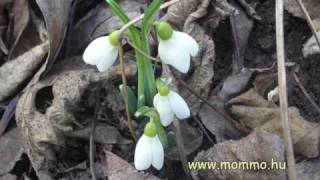 Séta A Korai Tavaszban 2009. 02. 07.