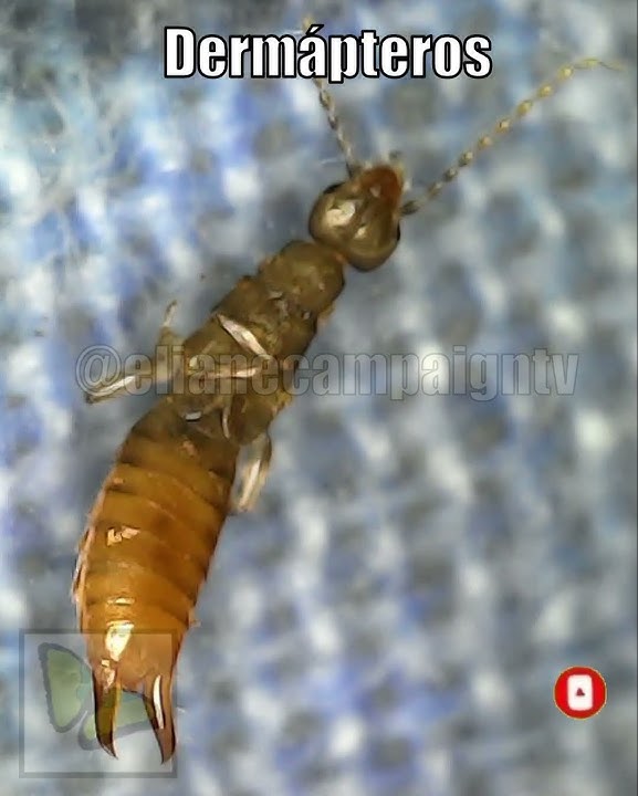 Tijereta (Dermaptera)