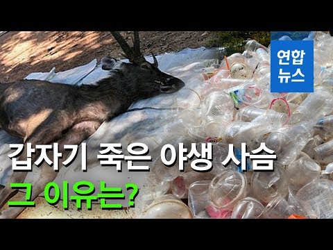 태국 사슴 뱃속서 <strong>라면용기</strong> 등 플라스틱 쓰레기 7㎏ 나와 / 연합뉴스 (Yonhapnews)
