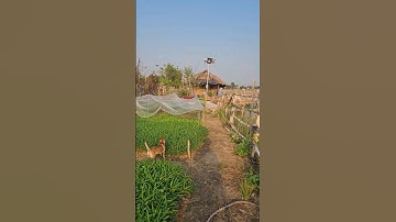 bán Đất lúa Nhà vườn khu vực được chuyển thổ cư Tân Ân Cần Đước LA