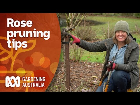 Wideo: Przycinanie wybijanych róż: jak przycinać wybijane róże