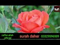 Surah daher