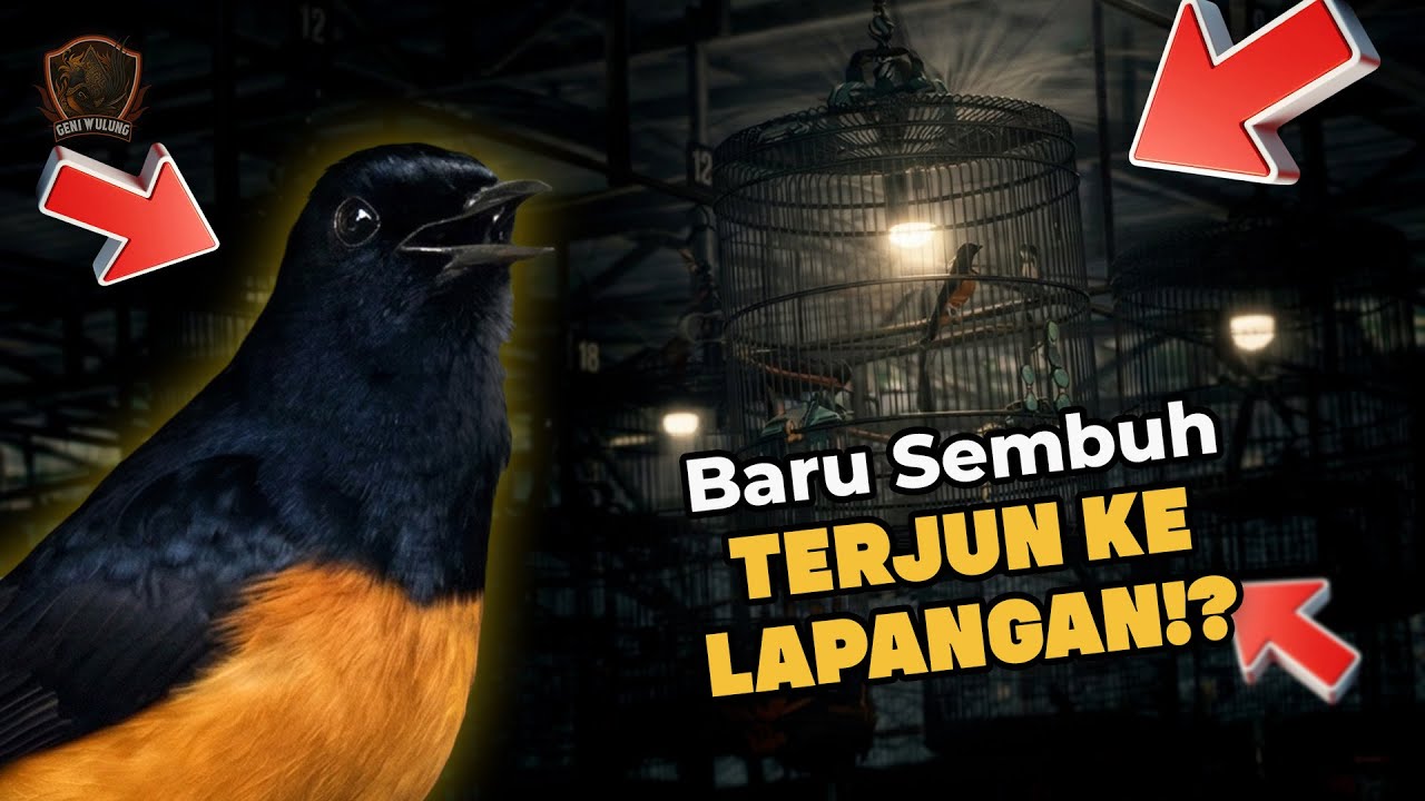 Dari Fases Berbusa ke Fases Pasta: Uji Lapang Pertama Geni Wulung Setelah Sakit Pencernaan