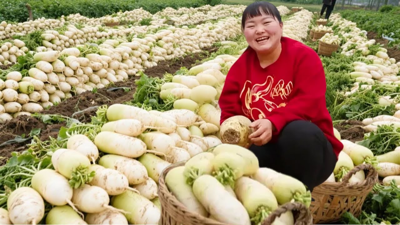 【陕北霞姐】霞姐地里现拔萝卜！黄萝卜饺子热油一浇，香到流口水！