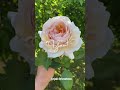not from Pinterest own edited video 📷 if you can't believe if you want then I can make a tutorial 🎀