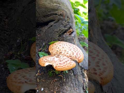 трутовик чешуйчатый #4k #mushroom #boletus #fungi #nature #cepes #shorts