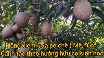 Hồng xiêm ( Sa po chê ) Mê hi cô : canh tác hữu cơ sinh học bền vững cho năng suất và chất lượng!.