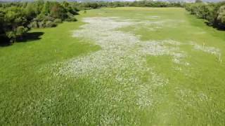 Narcissus Valley Khust, Ukraine